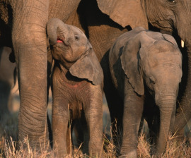 baby_elephant